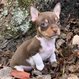 Catahoula Leopard Dog, Cocker Spaniel, Pomeranian, and Teddy Roosevelt Terrier Puppies from Rich Cat’s