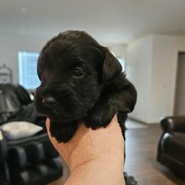 Male 1 black - Black male Miniature Schnauzer puppy in Chino, California from So Cal Schnauzer