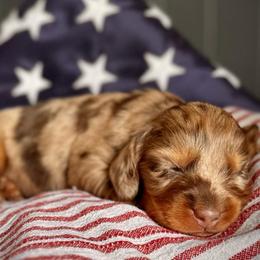 Chocolate Dapple Boy 2 - Dapple male Dachshund puppy in North Port, Florida from Jessica Louise Dachshunds