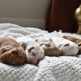 Goldendoodle Puppies from Edge Farm Goldendoodles