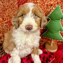 Marvin - Brown and white male Aussiedoodle puppy in Marshall, Arkansas from Buffalo River Puppies