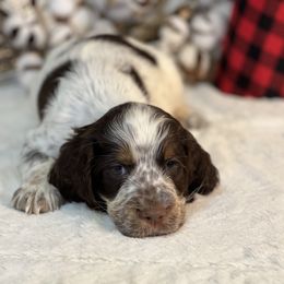 English Springer Spaniel Puppies from Cedarhaven Springer Spaniels