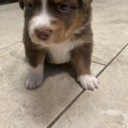 Red Tri Boy - Red tri-color male Miniature American Shepherd puppy in Meadows Of Dan, Virginia from Nashira