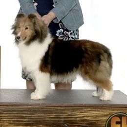 Charm - Shetland Sheepdog