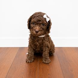 Emma - Brown female Poodle puppy in Nacogdoches, Texas from Nacadoodles