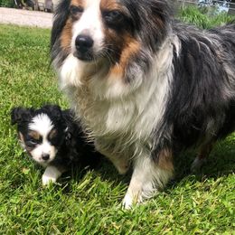 Miniature Australian Shepherds and Toy Australian Shepherds from Janel's Mini & Toy Aussies