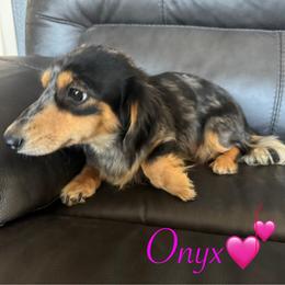Onyx - Dachshund