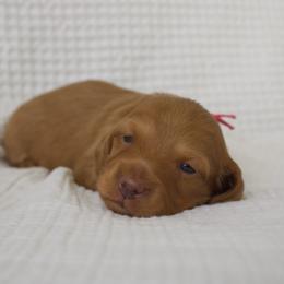 Sabrina - Red female Dachshund puppy in Tucson, Arizona from Lengthydog.co