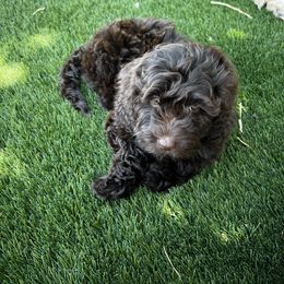 Pepper - Chocolate female Australian Labradoodle puppy in Saratoga Springs, Utah from Saratoga Springs Doodles