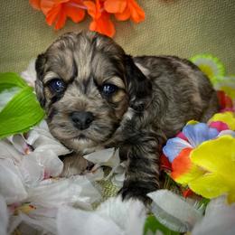 Sadie - Merle female Cockapoo puppy in Placerville, California from Rpuppies