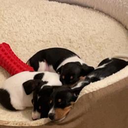 Dachshund Puppies from Hursh’s Hounds