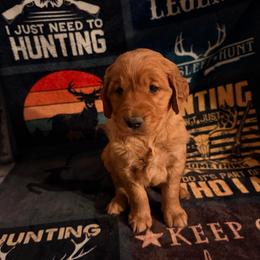 AKC girl 3 red collar - Dark golden female Golden Retriever puppy in Joshua, Texas from 3 Gun Retrievers