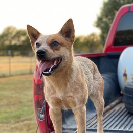 Millie - Australian Cattle Dog