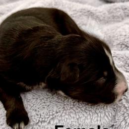 Crystal - Black tri-color female Australian Shepherd puppy in Az, Yuma, Arizona from The Southern Dog