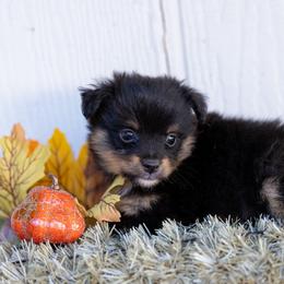 Wyatt - Black tri male Miniature American Shepherd puppy in Granbury, Texas from Best Little Aussies
