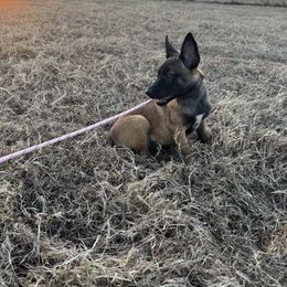Female - top pick - great for any lifestyle - Fawn female Belgian Malinois puppy in Dallas, Texas from OreVis Malinois