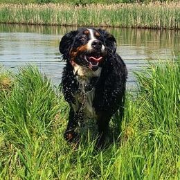 Bernese Mountain Dogs from Soggy Bottom Bernese