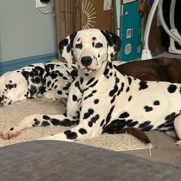 Memory - White and black Dalmatian puppy in Cleveland, Texas from Arrowhead Dalmatians