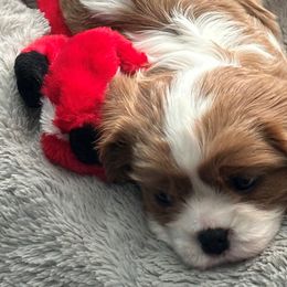 Cavalier King Charles Spaniels from DunEakins Cavaliers
