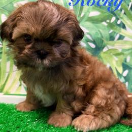 Rocky - Red male Shih Tzu puppy in Hemet, California from Aloha Shih Tzu