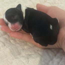 Sushi - Black and white female Chinese Crested puppy in Dublin, California from Show Style Chinese Cresteds