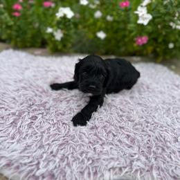 Willie - Black male Cavapoo puppy in Thorndale, Texas from Hattie’s Texas Cavapoos
