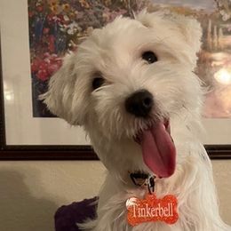 Tinkerbel - White Maltipoo puppy in Naples, Florida from Mary's Maltipoos