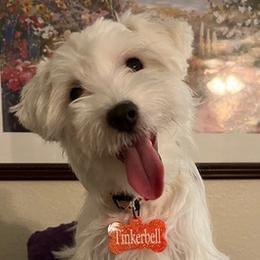 Tinkerbel - White Maltipoo puppy in Naples, Florida from Mary's Maltipoos
