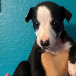 Madison - Black Whippet puppy in Katy, Texas from Texas Diamond Whippets