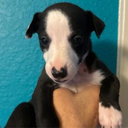 Madison - Black Whippet puppy in Katy, Texas from Texas Diamond Whippets