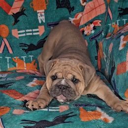 Bulldog Puppies from Illinois Bullies Kennel