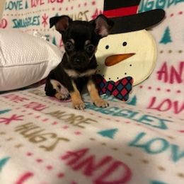 Chihuahua, Poodle, and Yorkshire Terrier Puppies from Connie Toy Poodles & Chihuahuas Puppies