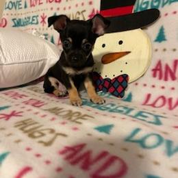 Chihuahua, Poodle, and Yorkshire Terrier Puppies from Connie Toy Poodles & Chihuahuas Puppies