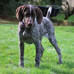 German Shorthaired Pointers from Dianna James's German Shorthaired Pointers