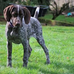 German Shorthaired Pointers from Dianna James's German Shorthaired Pointers