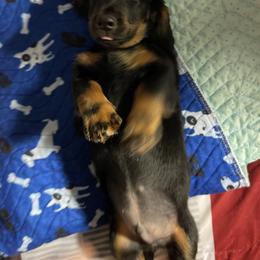 Cavalier King Charles Spaniel and Dachshund Puppies from Cavalier Companions CO.