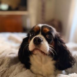 Lolly - Cavalier King Charles Spaniel