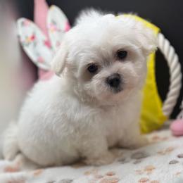 Wyatt - White male Maltese puppy in Colonial Beach, Virginia from BeachRidge Pups
