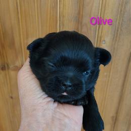 Mindy now Olive - Black female Shih Tzu puppy in Palmyra, New York from Karen's Tzus of Palmyra-Macedon