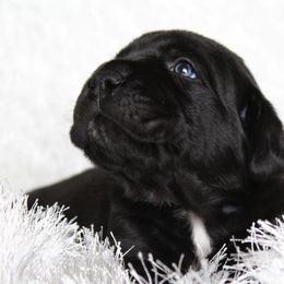 Cane Corso Puppies from Big Country Cane Corso