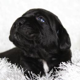 Cane Corso Puppies from Big Country Cane Corso