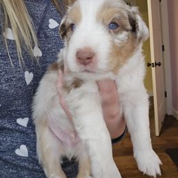 Australian Shepherd Puppies from Lake Daze