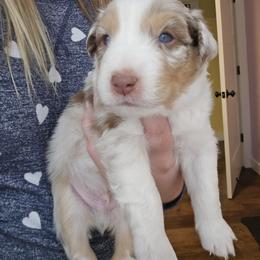 Australian Shepherd Puppies from Lake Daze