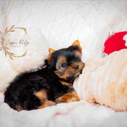 Luke - Black and tan male Yorkshire Terrier puppy in Marmaduke, Arkansas from Copper Ridge Yorkies