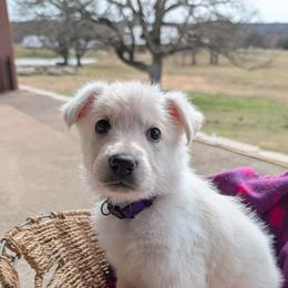 German Shepherd Puppies from Haven Farm