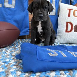 Great Dane Puppies from Green’s Great Danes