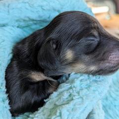 Dachshund Puppies from Sunflower Dachshunds