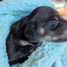 Dachshund Puppies from Sunflower Dachshunds
