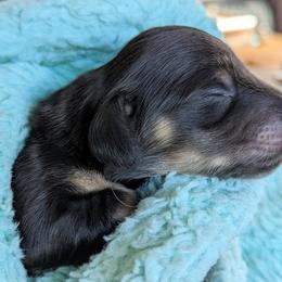 Dachshund Puppies from Sunflower Dachshunds