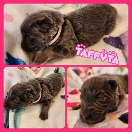 Taffyta - Blue female German Shepherd puppy in Los Lunas, New Mexico from Mali's German Shepherds LLC